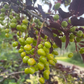 Schubert Chokecherry Seeds - 35+ Seeds