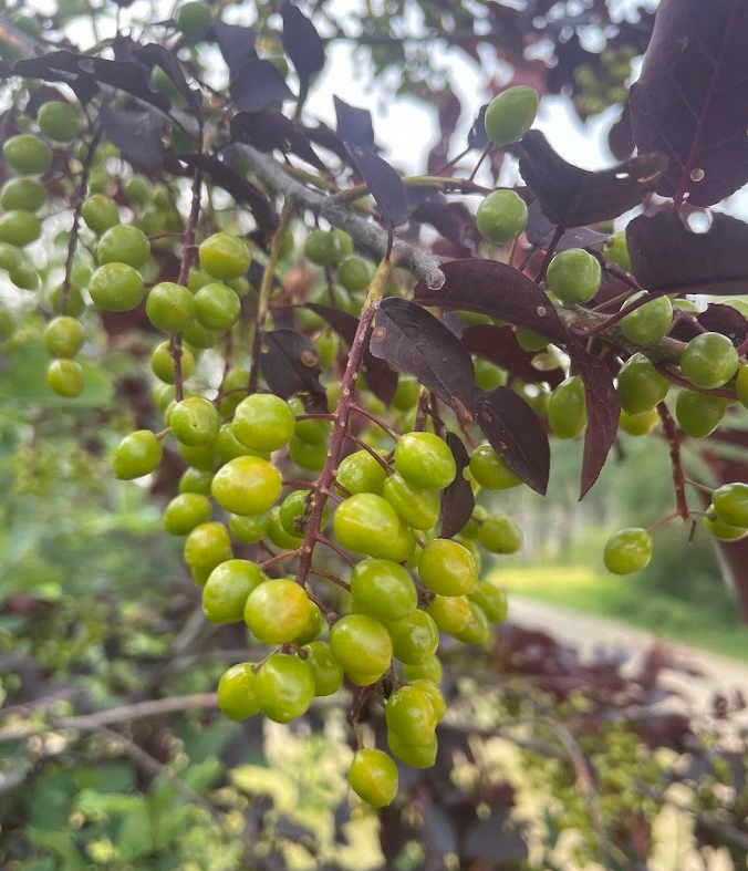 Schubert Chokecherry Seeds - 35+ Seeds