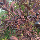 Lee Red Chokecherry Seeds - 35+ Seeds