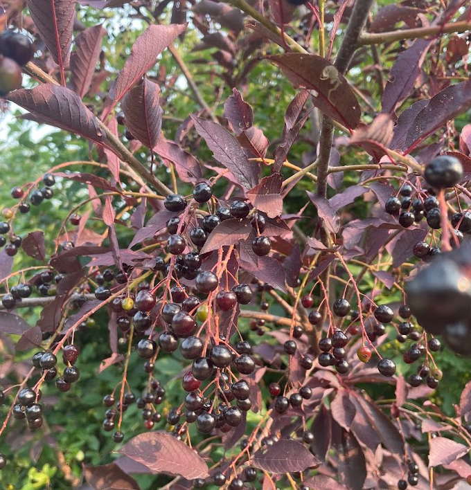 Lee Red Chokecherry Seeds - 35+ Seeds