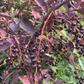 Lee Red Chokecherry Seeds - 35+ Seeds