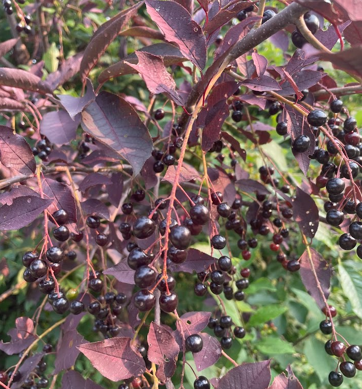Lee Red Chokecherry Seeds - 35+ Seeds
