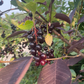 Lee Red Chokecherry Seeds - 35+ Seeds