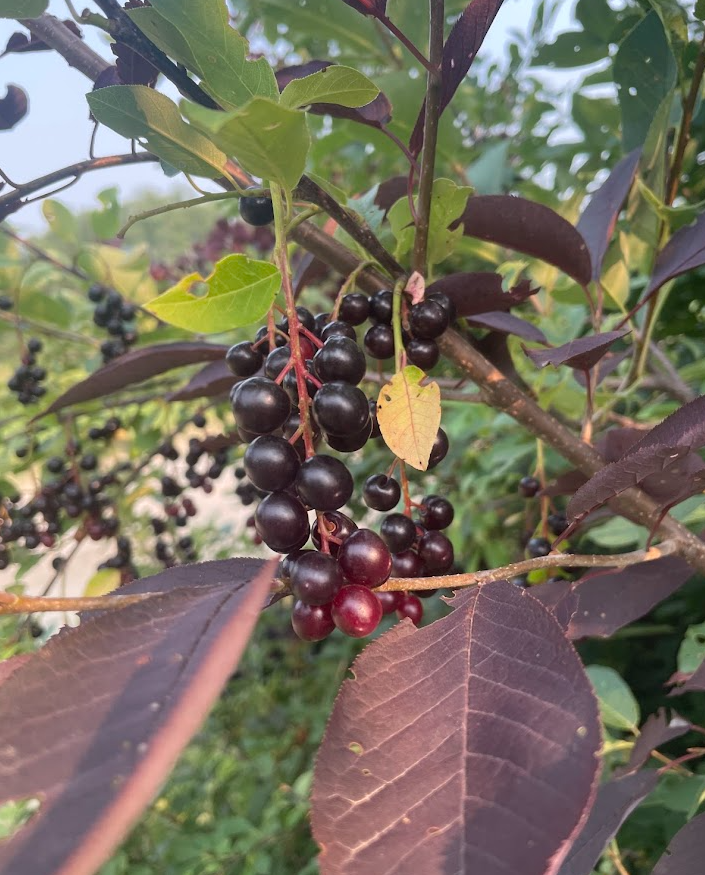 Lee Red Chokecherry Seeds - 35+ Seeds