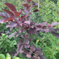Lee Red Chokecherry Seeds - 35+ Seeds