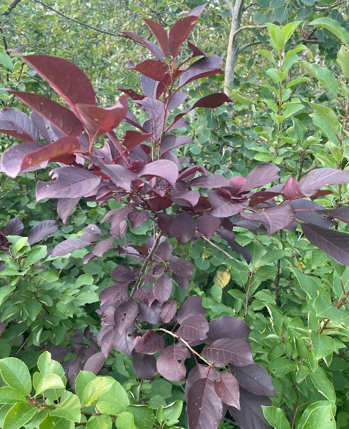 Lee Red Chokecherry Seeds - 35+ Seeds