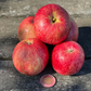 Sweet Konrad Apple Tree