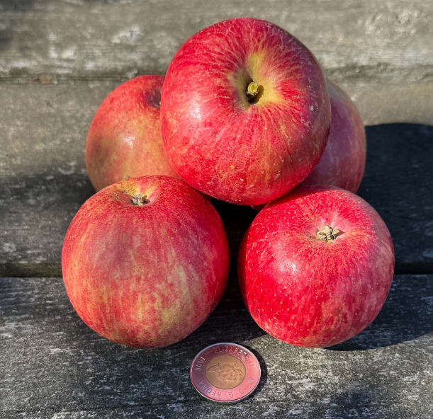 Sweet Konrad Apple Tree