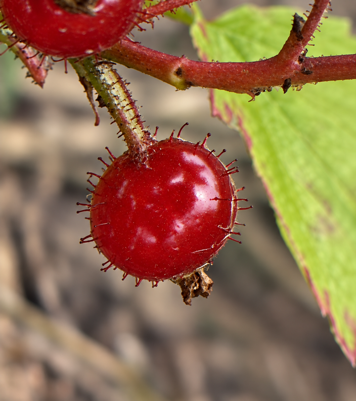 a native currant with crazy fruit, Ribes gladulosum aka skunk currant - heavy rooting on these cutting after 30 days, image 4 of 5