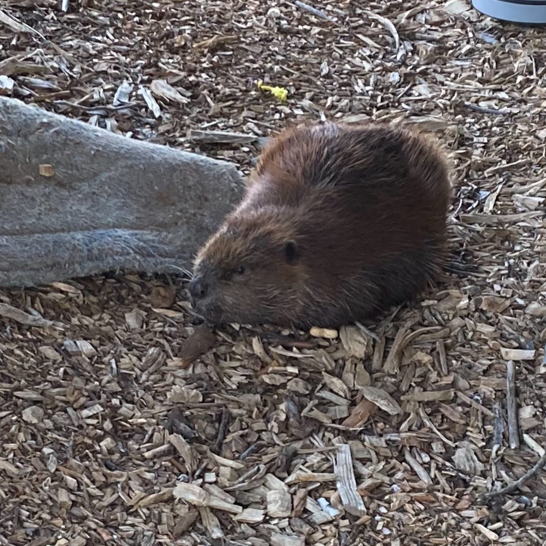 a beaver wandered into our yard this morning and he’s chilling out behind the house
