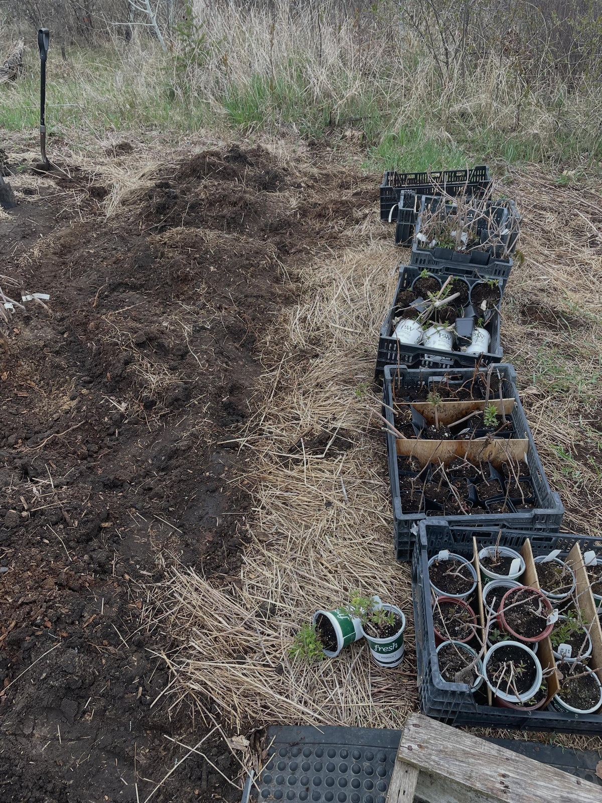 a bed of elderberries, tarped for one year to smother the grass, now dug to transplant into, image 1 of 5