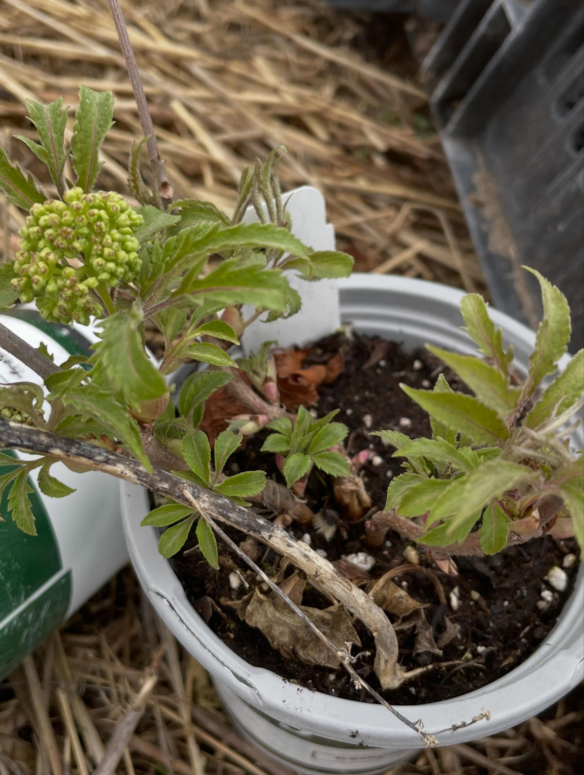 a bed of elderberries, tarped for one year to smother the grass, now dug to transplant into, image 2 of 5