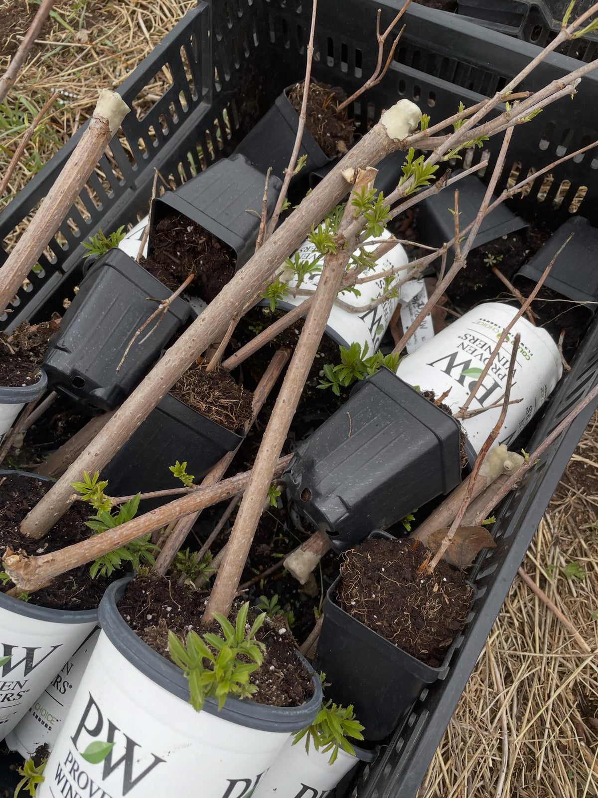 a bed of elderberries, tarped for one year to smother the grass, now dug to transplant into, image 3 of 5