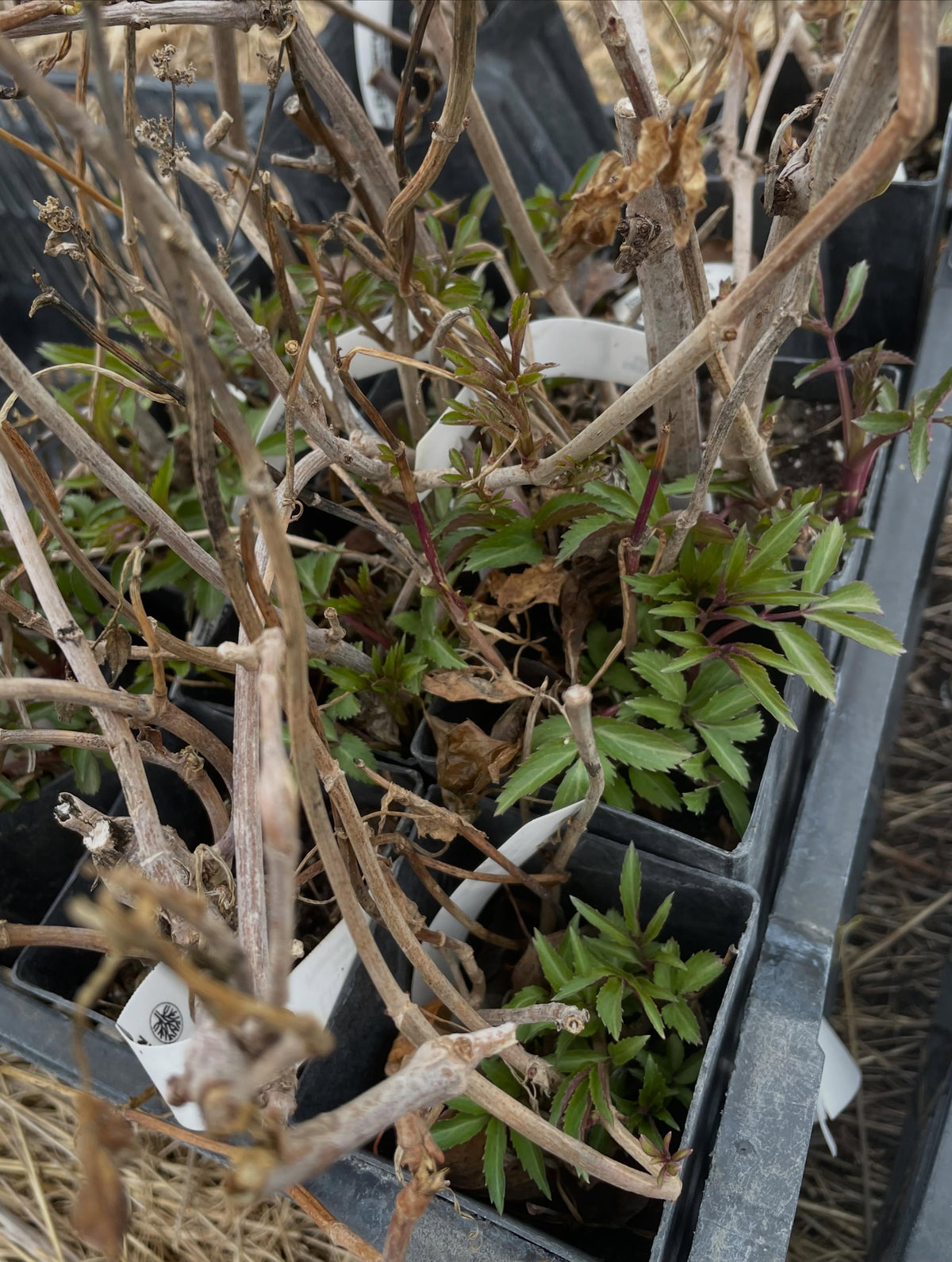 a bed of elderberries, tarped for one year to smother the grass, now dug to transplant into, image 4 of 5