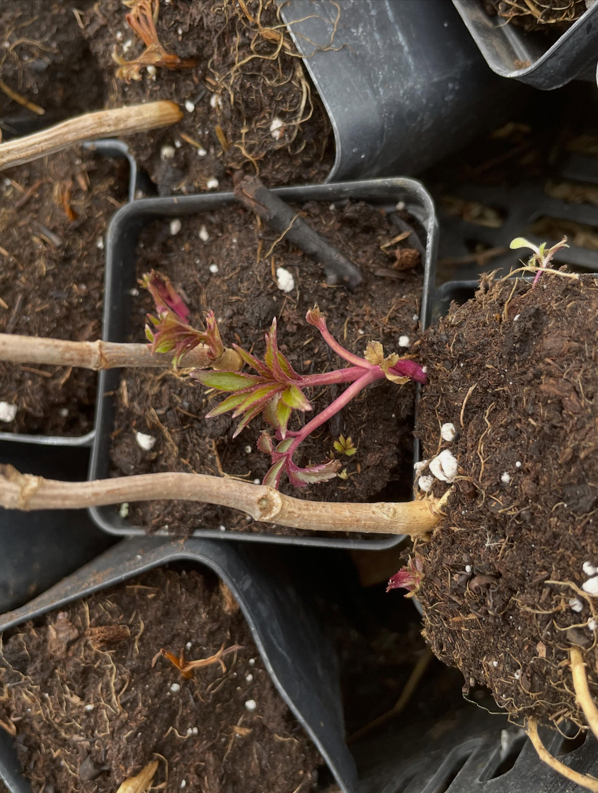 a bed of elderberries, tarped for one year to smother the grass, now dug to transplant into, image 5 of 5