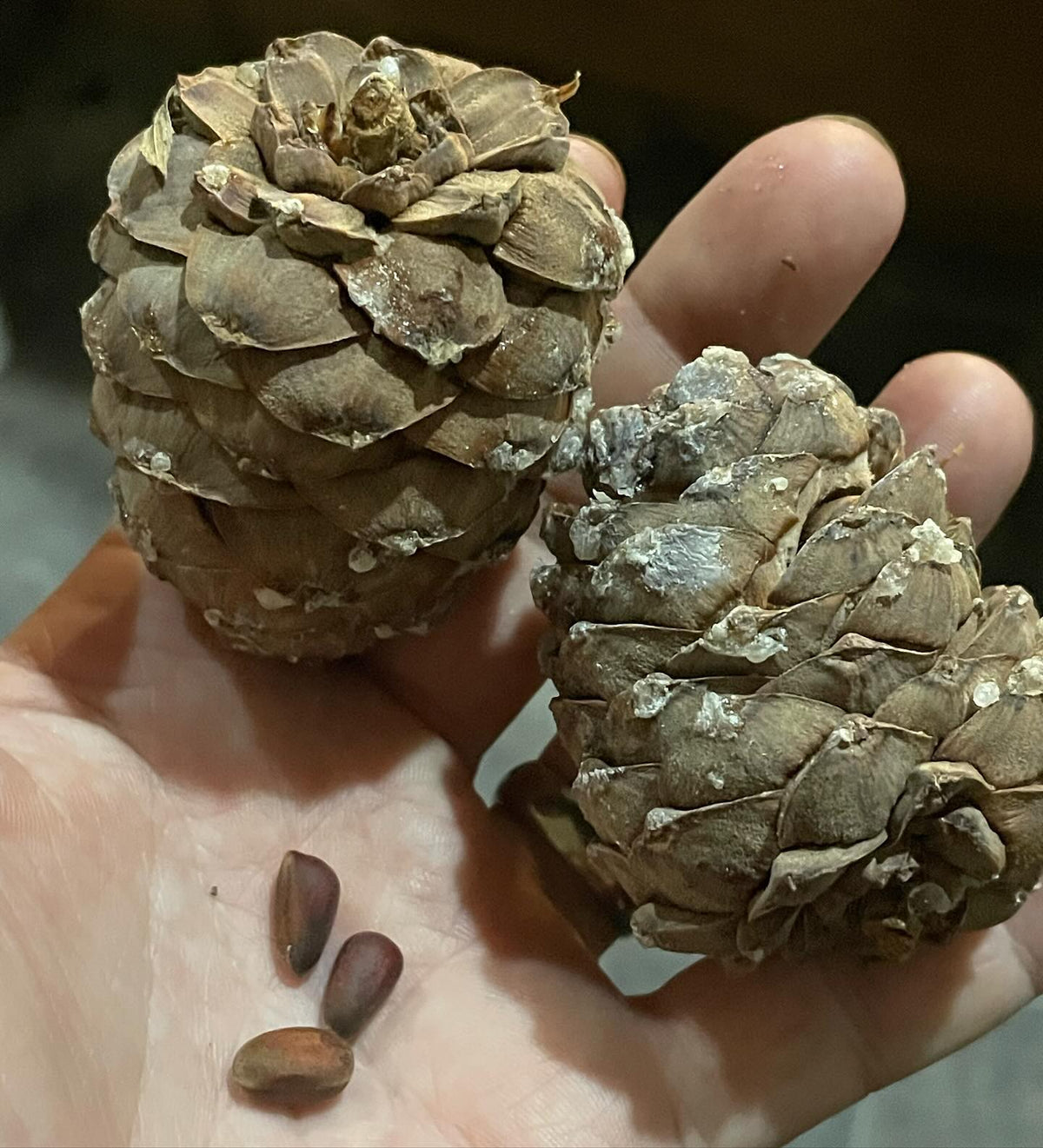 a better look at the stone pine cones I collected this week, and then by luck I found a labelled Swiss stone pine, image 1 of 6