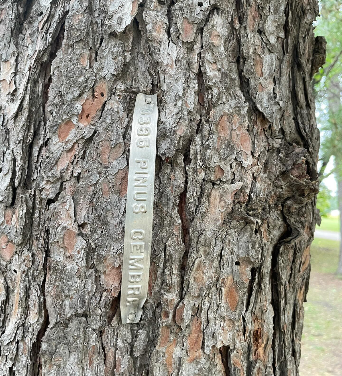 a better look at the stone pine cones I collected this week, and then by luck I found a labelled Swiss stone pine, image 2 of 6
