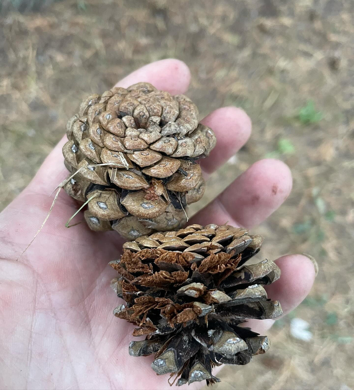 a better look at the stone pine cones I collected this week, and then by luck I found a labelled Swiss stone pine, image 3 of 6