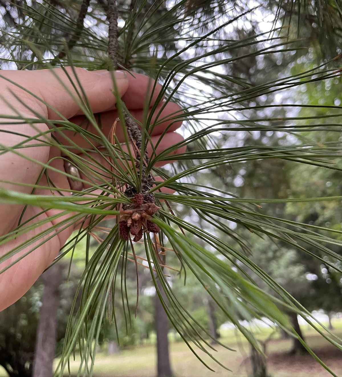 a better look at the stone pine cones I collected this week, and then by luck I found a labelled Swiss stone pine, image 4 of 6