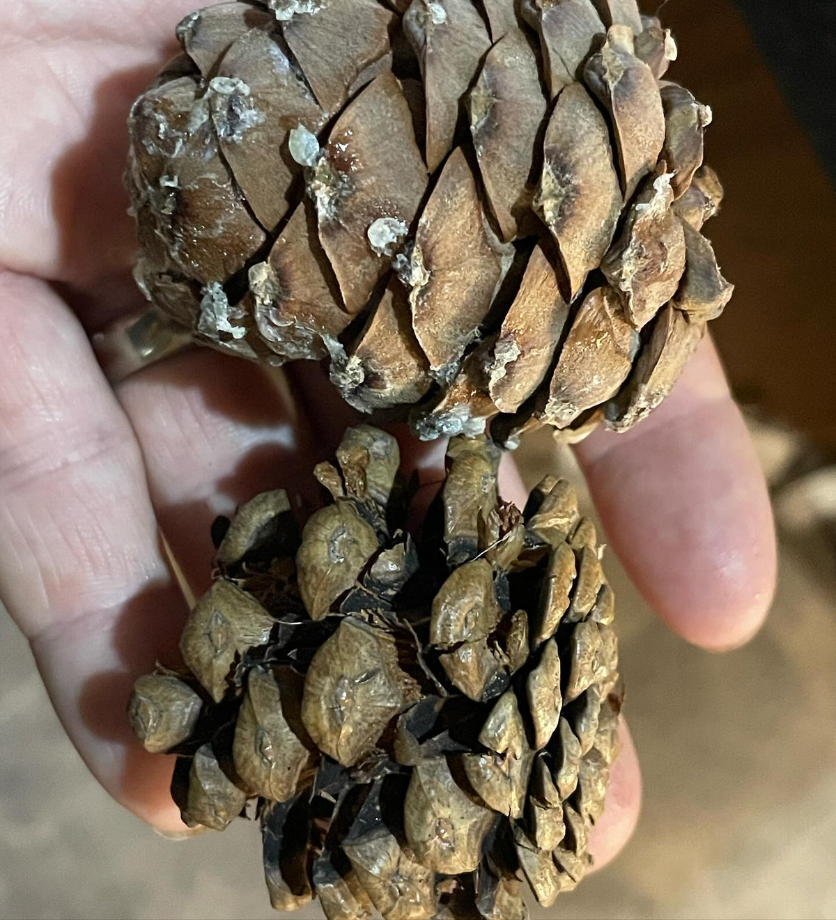 a better look at the stone pine cones I collected this week, and then by luck I found a labelled Swiss stone pine, image 5 of 6