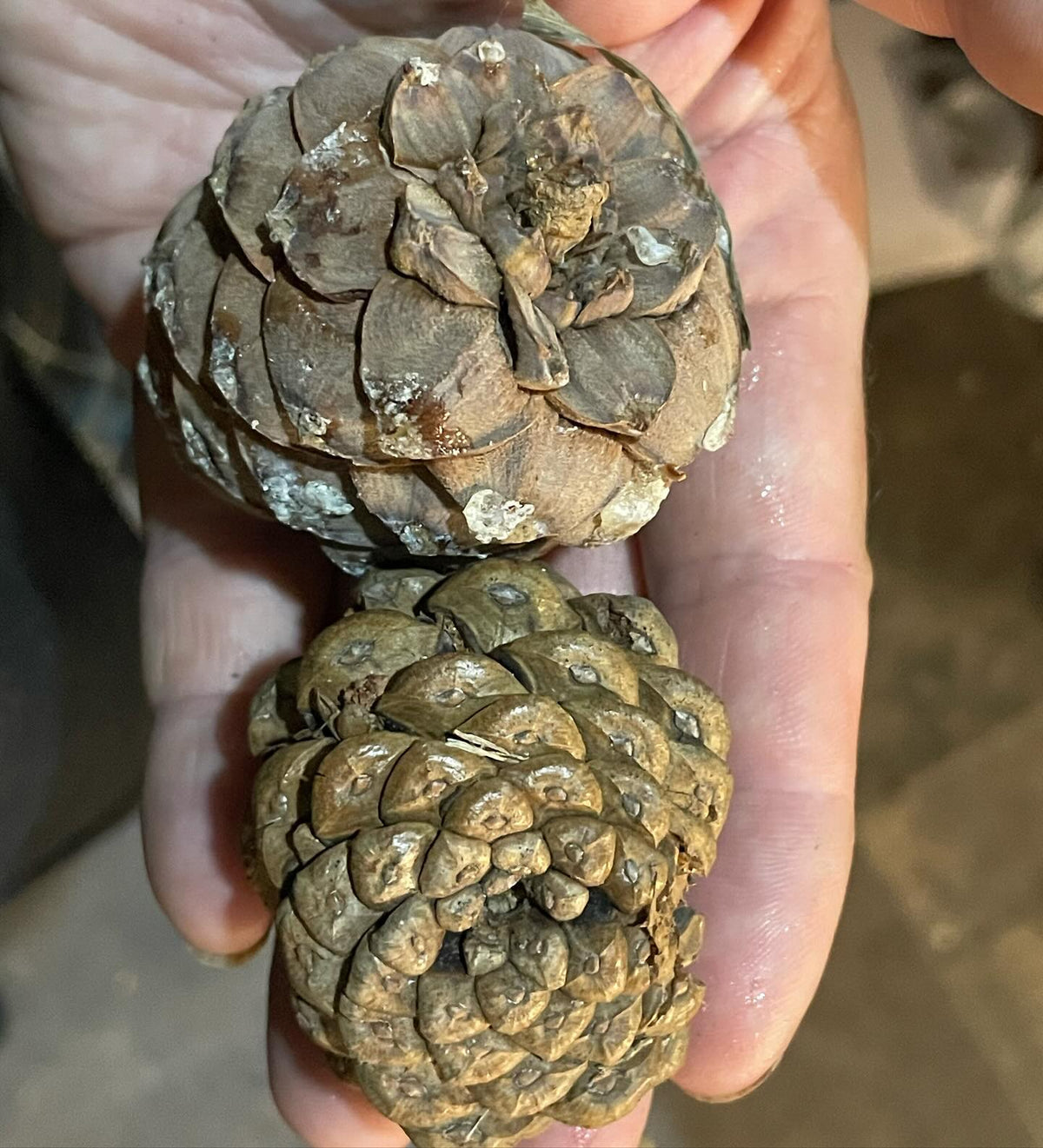 a better look at the stone pine cones I collected this week, and then by luck I found a labelled Swiss stone pine, image 6 of 6