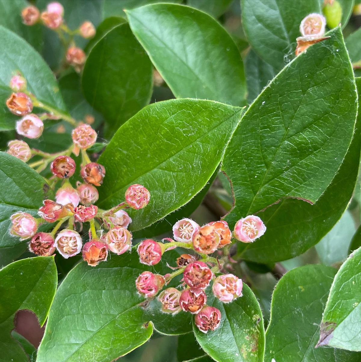 a chokeberry bush I’ve been propagating and collecting seed from, image 1 of 3
