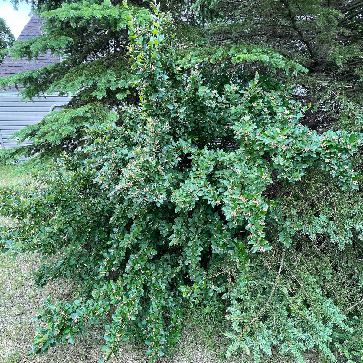 a chokeberry bush I’ve been propagating and collecting seed from, image 2 of 3