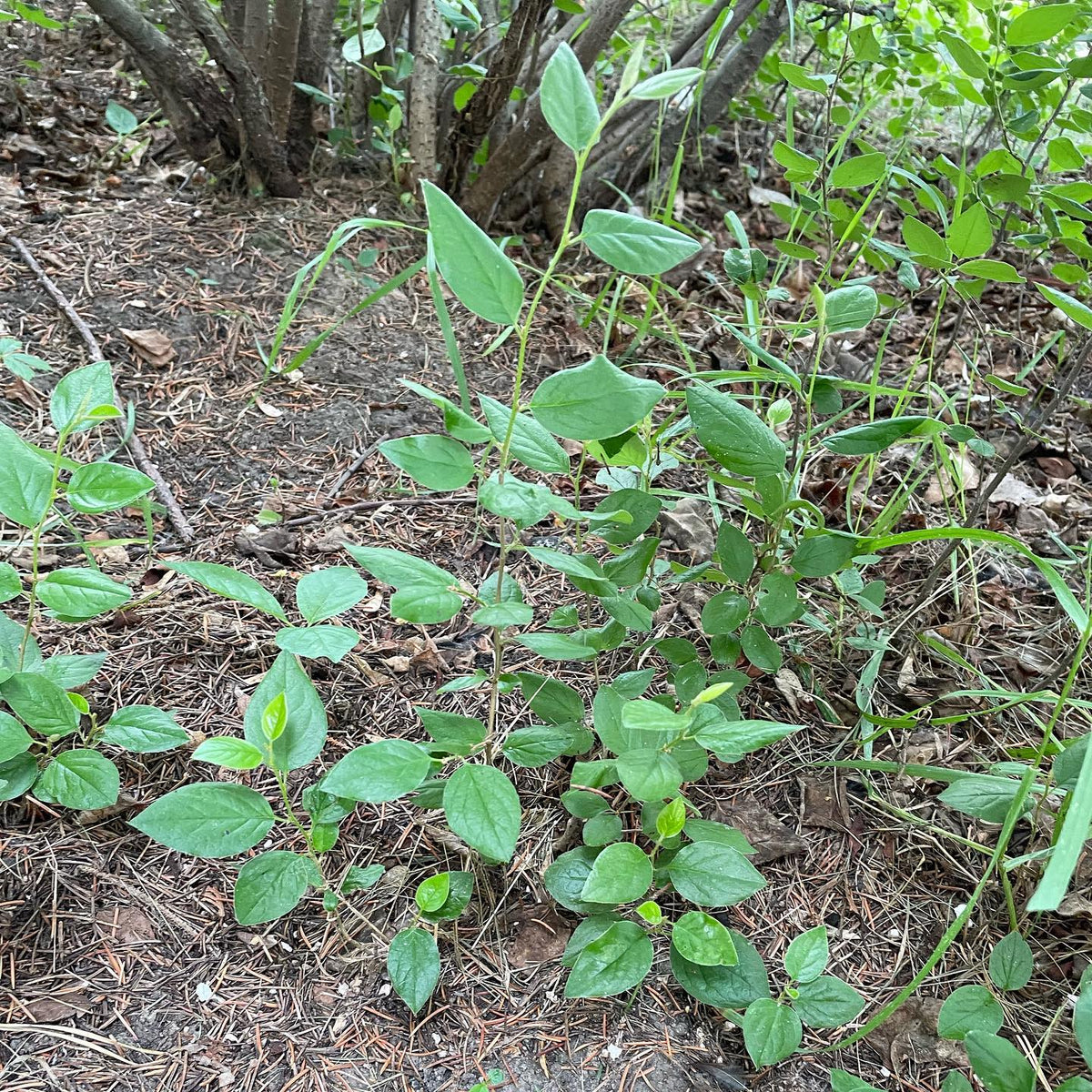 a chokeberry bush I’ve been propagating and collecting seed from, image 3 of 3