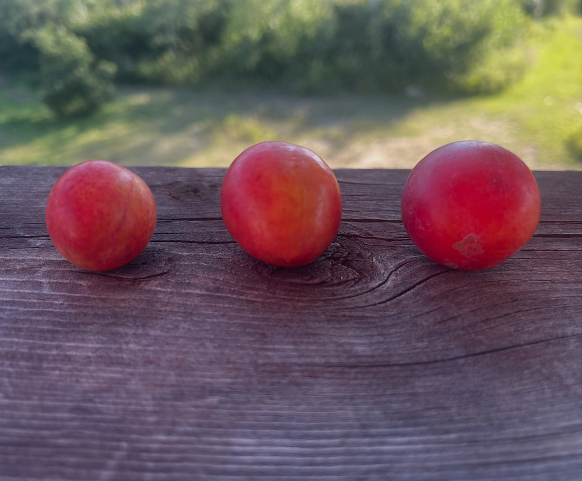 Canada wild plum comparison and nursery seed source, photograph 1 of 3