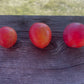 Canada wild plum comparison and nursery seed source, image 2 of 3