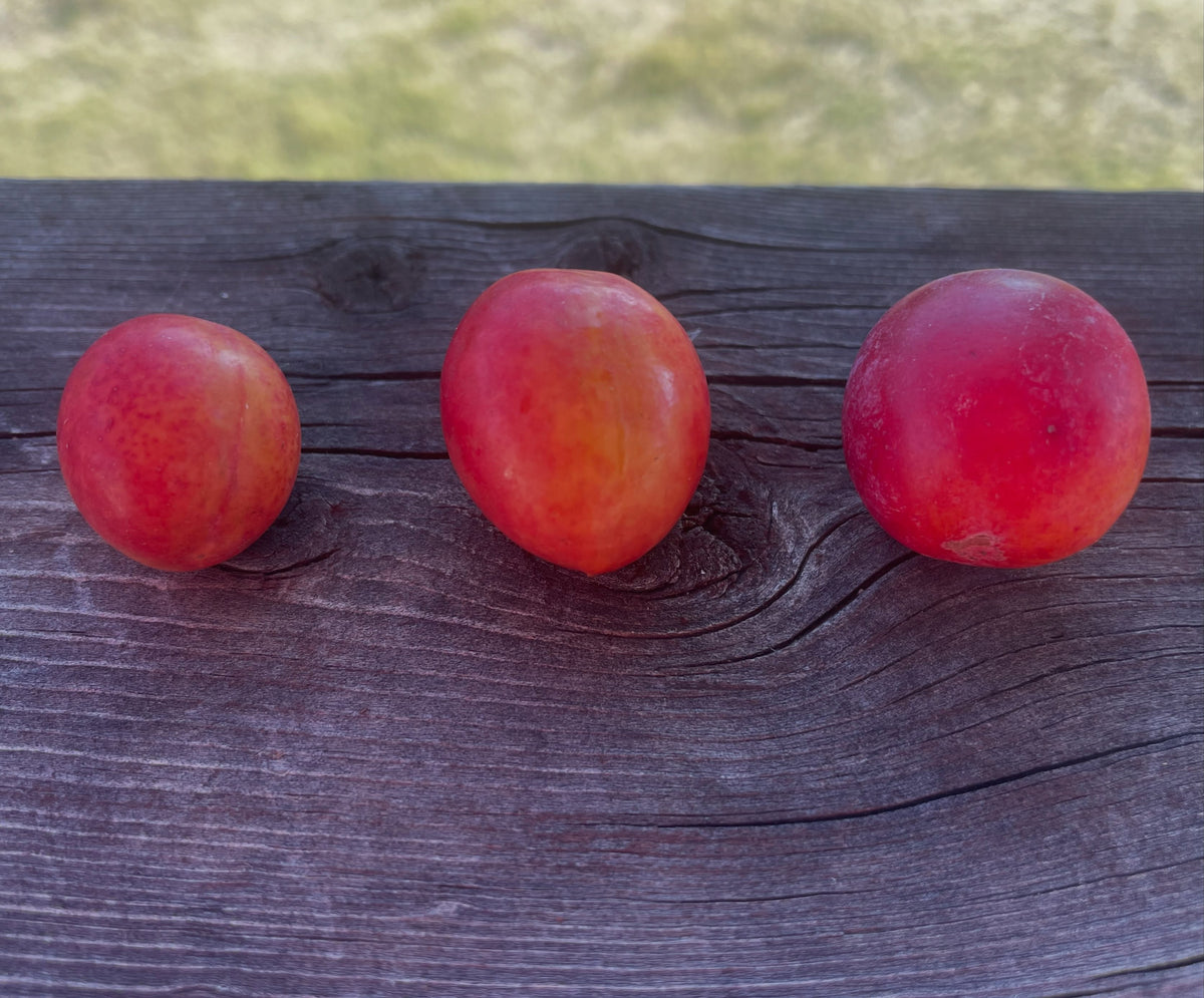 Canada wild plum comparison and nursery seed source, photograph 2 of 3