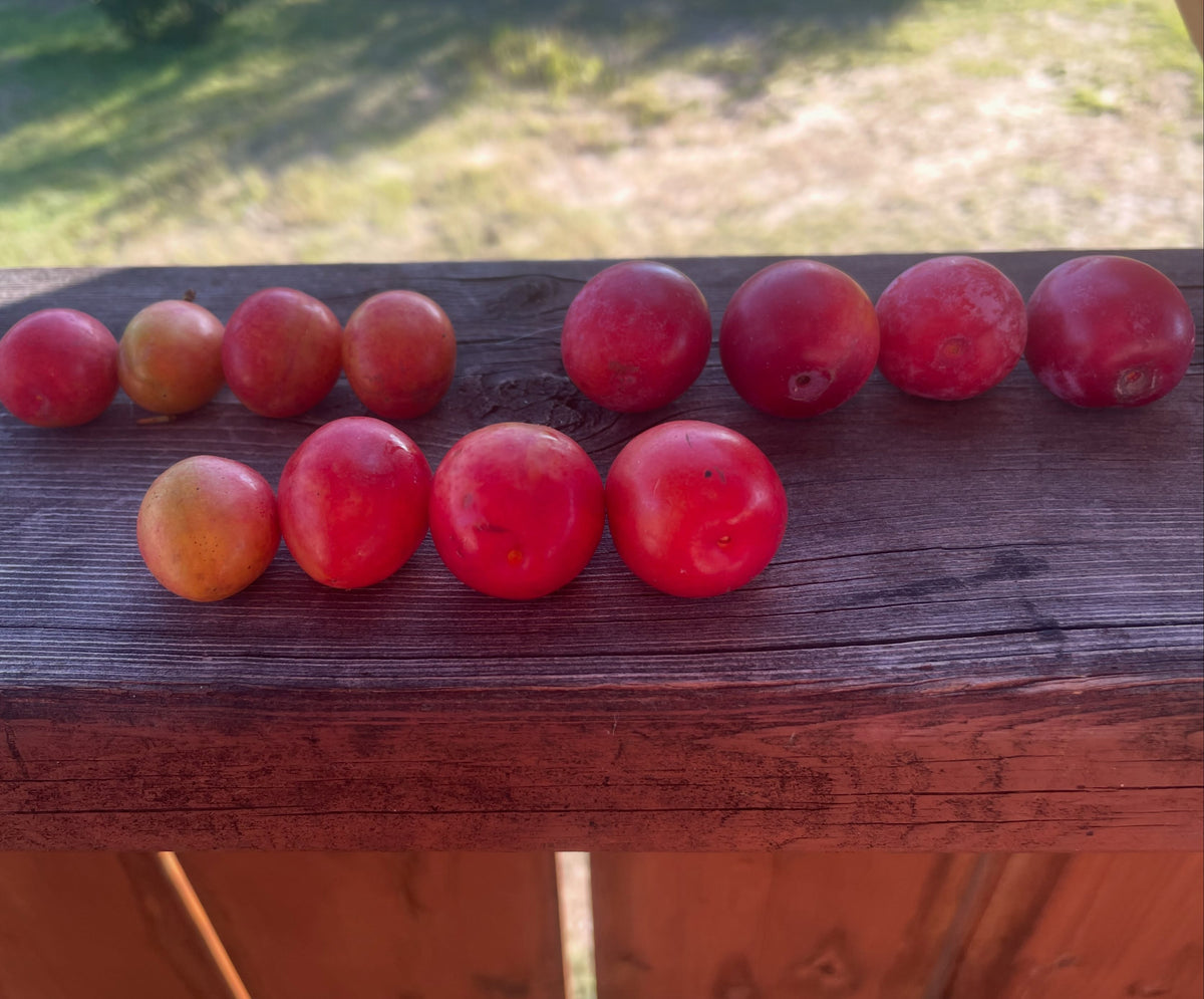 Canada wild plum comparison and nursery seed source, photograph 3 of 3