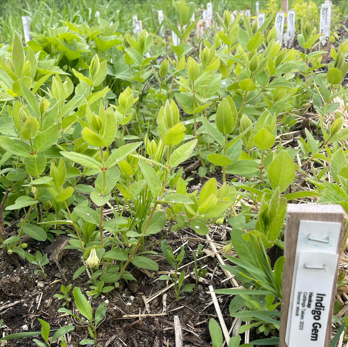 a couple beds of haskap and black currant, a good result from softwood propagated last year, they’ll be decent kind, image 1 of 2