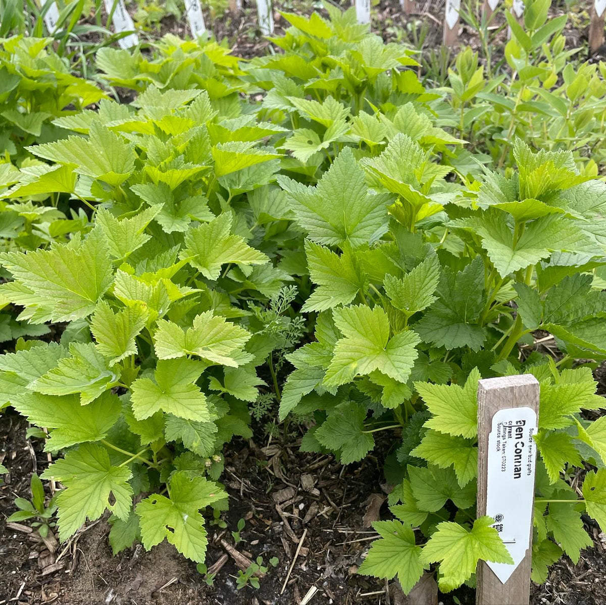 a couple beds of haskap and black currant, a good result from softwood propagated last year, they’ll be decent kind, image 2 of 2