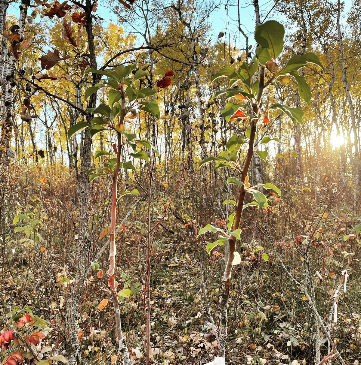 a couple of norkent apple grafted onto saskatoon / service berry this spring