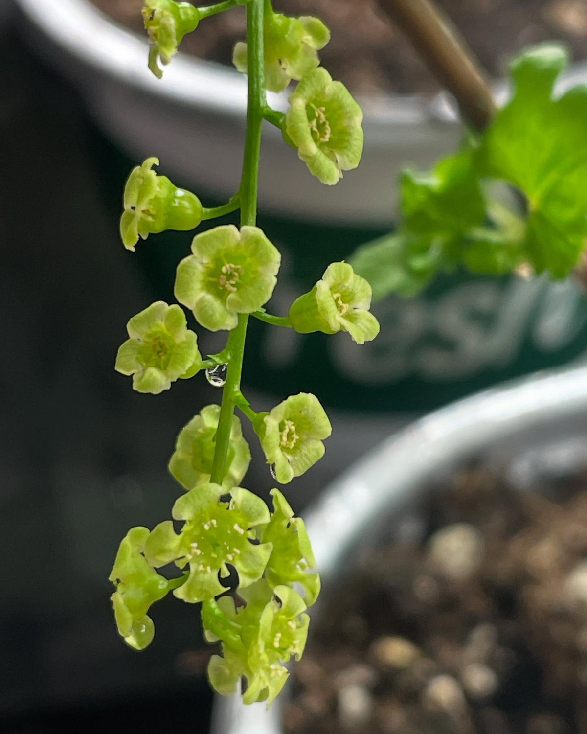 a couple of weeks from breaking dormancy this year old white current decided to bloom super quickly under the grow, image 1 of 4