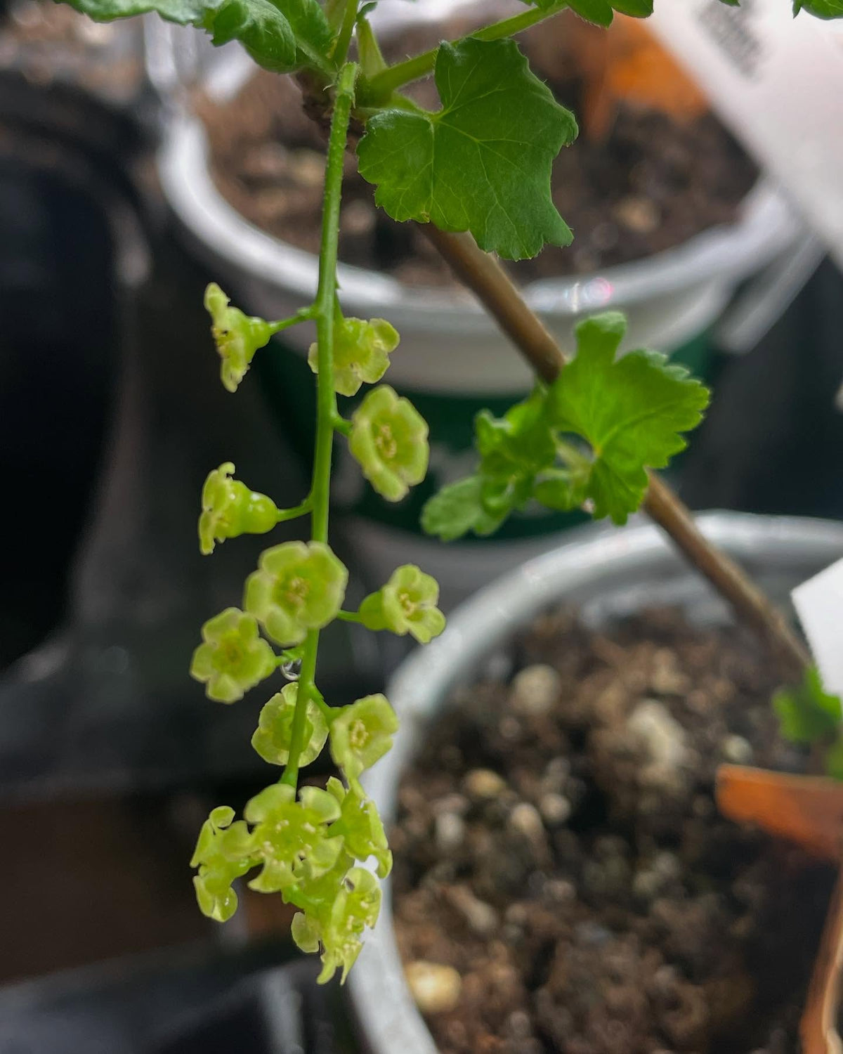 a couple of weeks from breaking dormancy this year old white current decided to bloom super quickly under the grow, image 3 of 4