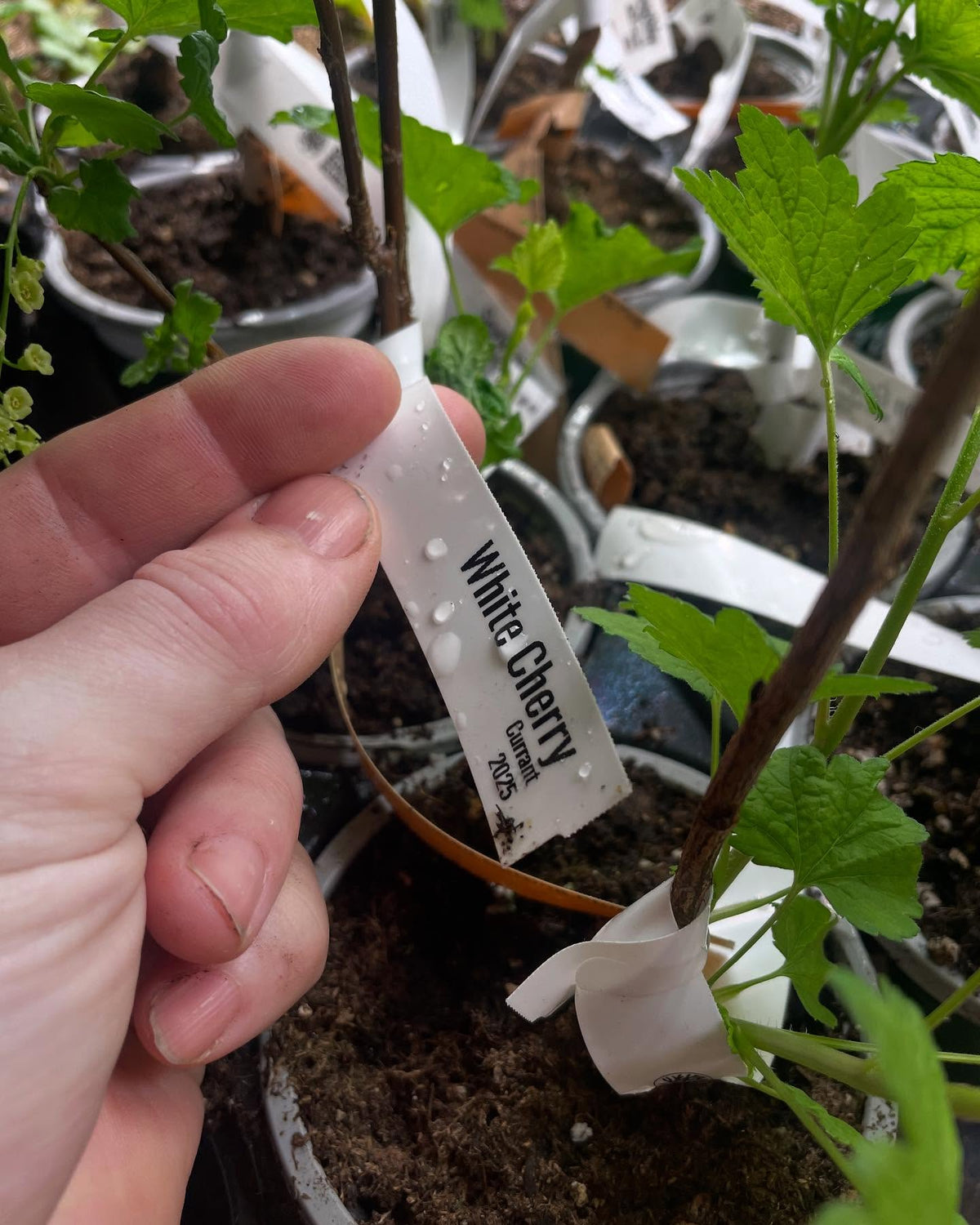 a couple of weeks from breaking dormancy this year old white current decided to bloom super quickly under the grow, image 4 of 4