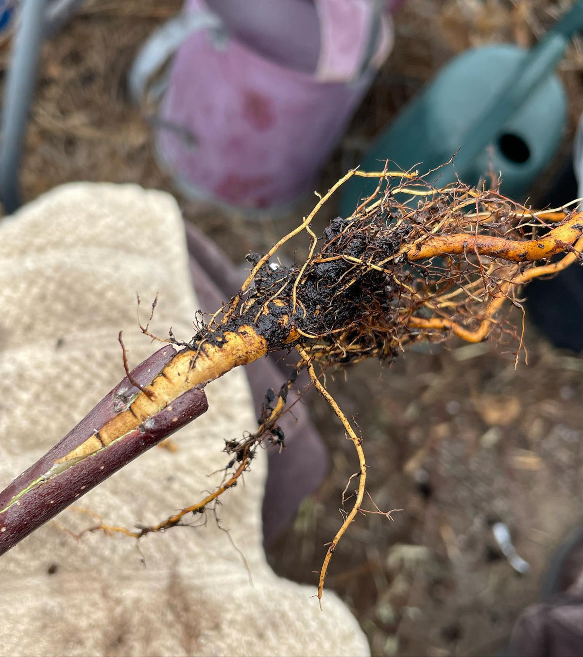 a few apple root grafts from this morning, image 1 of 5