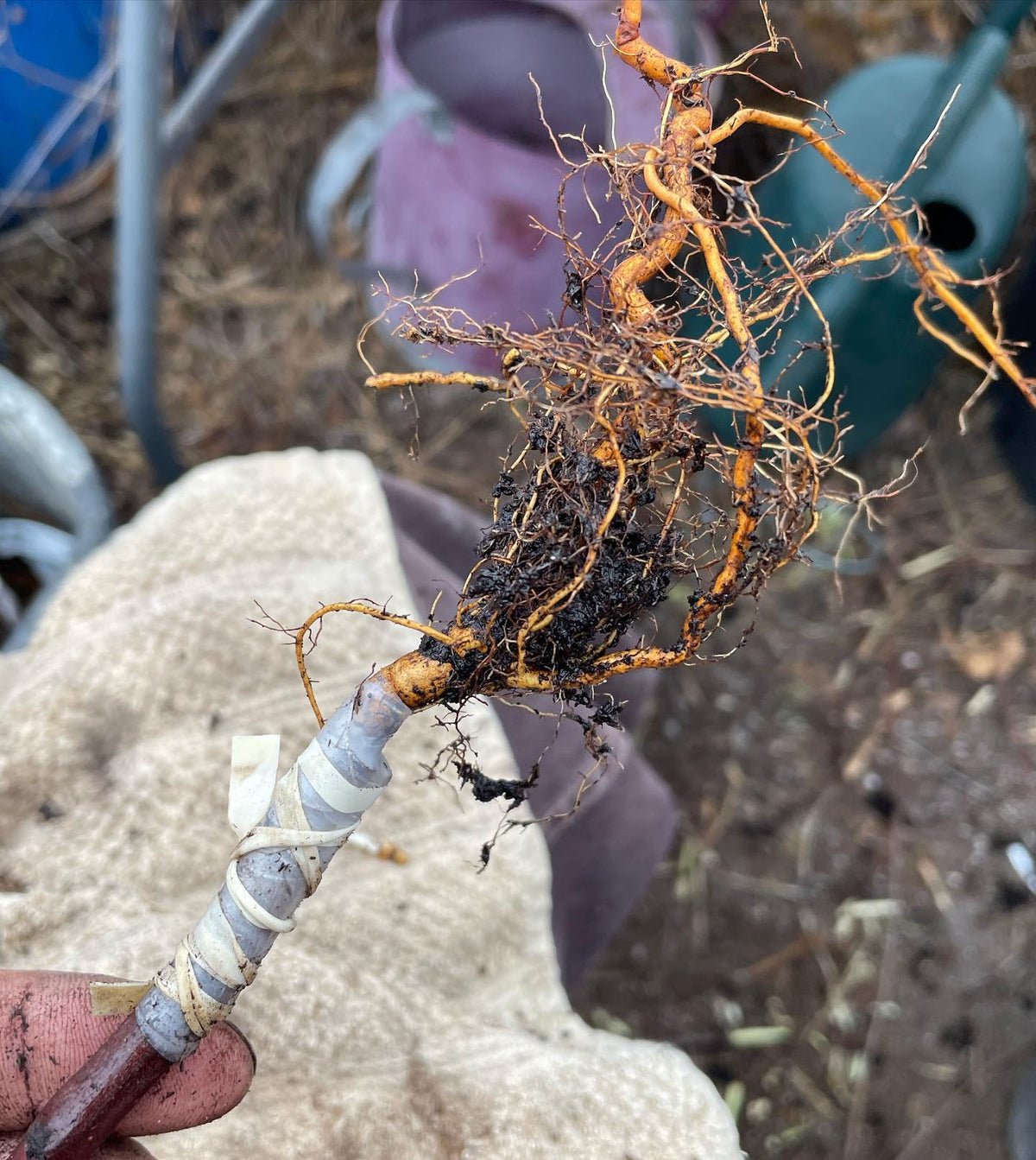 a few apple root grafts from this morning, image 2 of 5