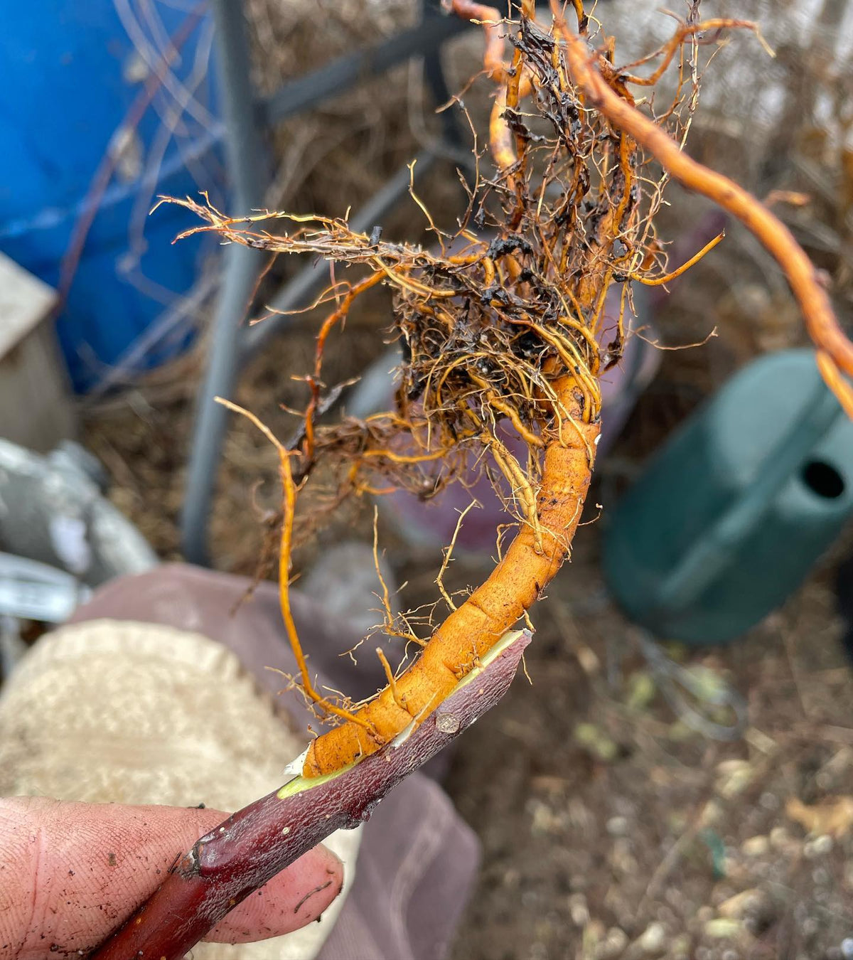 a few apple root grafts from this morning, image 3 of 5