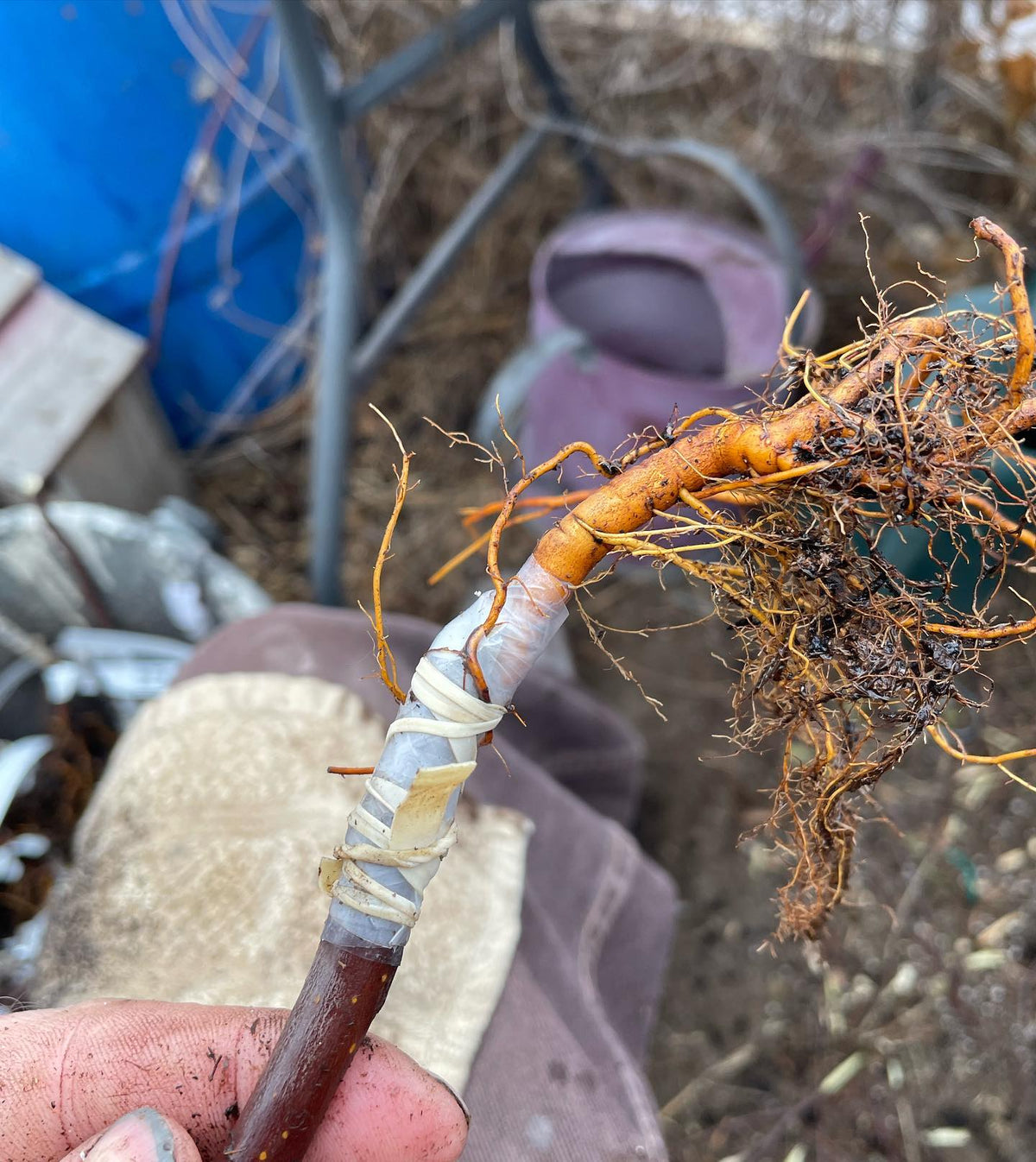 a few apple root grafts from this morning, image 4 of 5