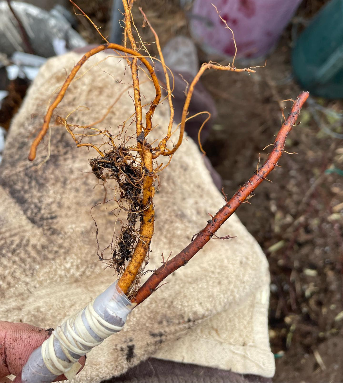 a few apple root grafts from this morning, image 5 of 5