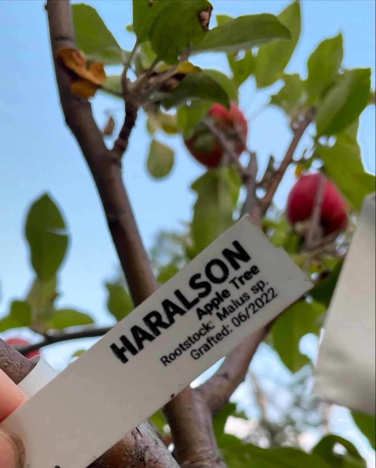a few apples ok this multi-grafted tree, starting to get some color, image 1 of 10