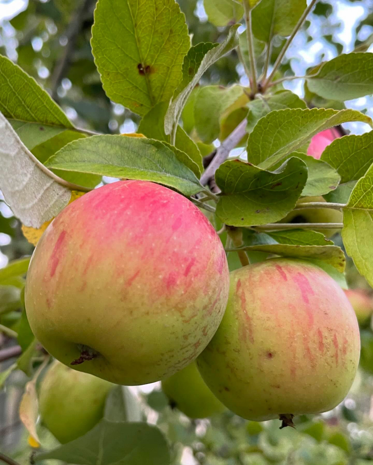 a few apples ok this multi-grafted tree, starting to get some color, image 2 of 10
