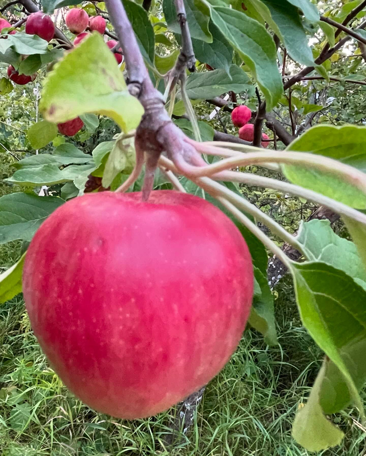 a few apples ok this multi-grafted tree, starting to get some color, image 4 of 10
