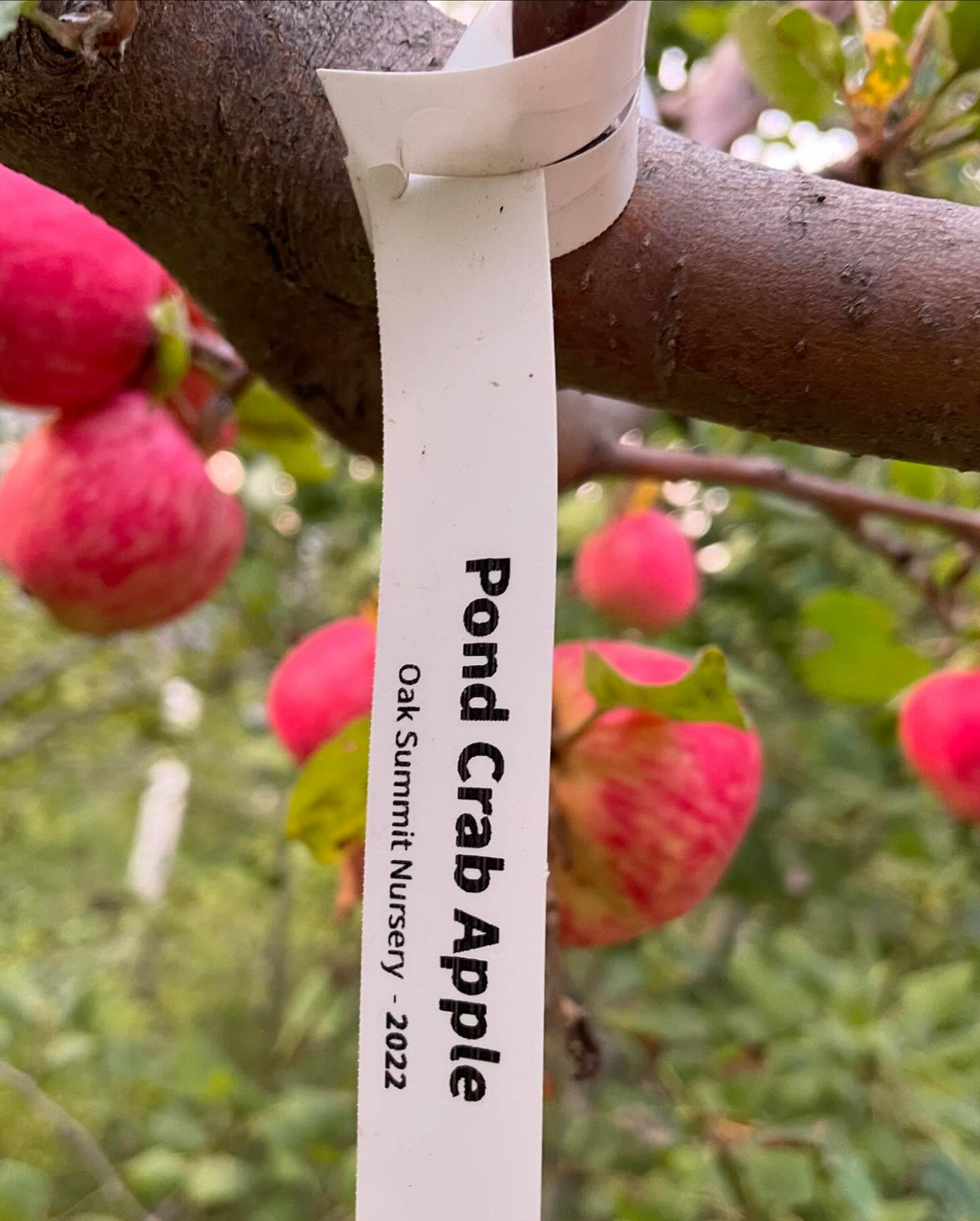 a few apples ok this multi-grafted tree, starting to get some color, image 5 of 10
