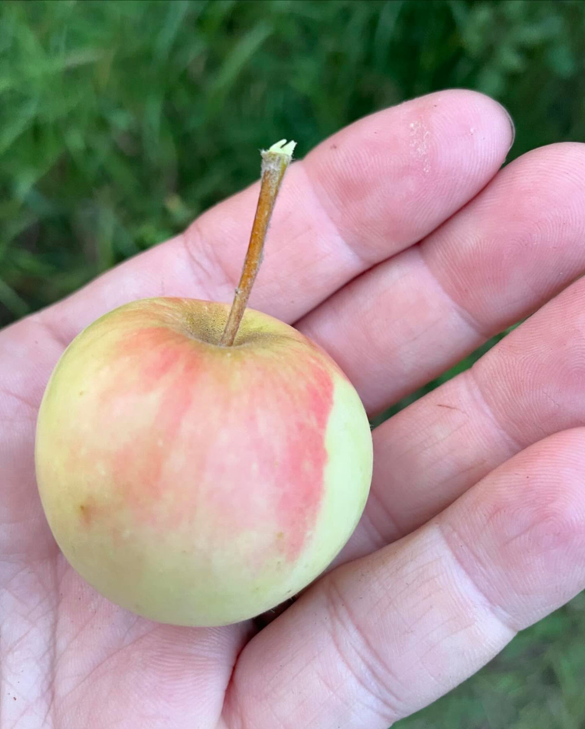 a few apples ok this multi-grafted tree, starting to get some color, image 6 of 10