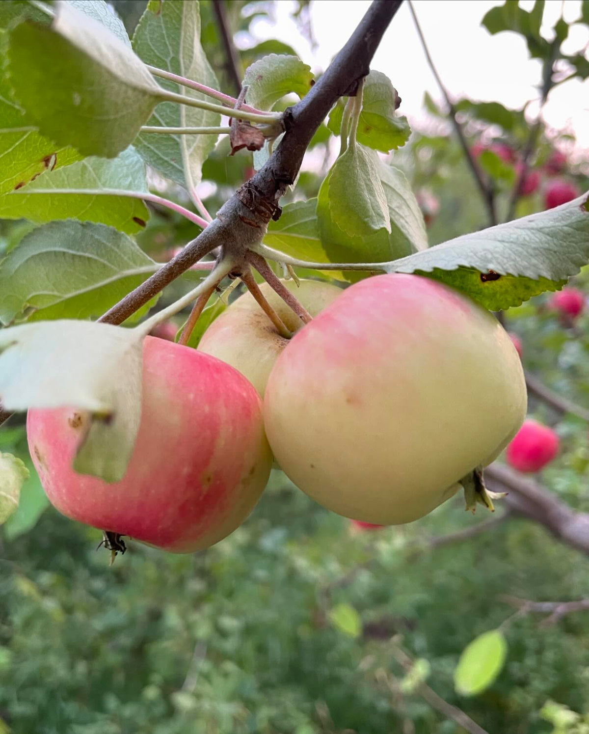 a few apples ok this multi-grafted tree, starting to get some color, image 7 of 10