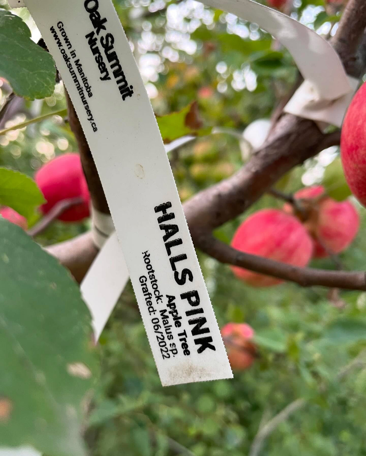a few apples ok this multi-grafted tree, starting to get some color, image 8 of 10